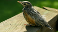 American Robin (Turdus migratorius) Fledgling 2 Video