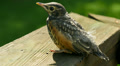 4K American Robin (Turdus migratorius) Fledgling 2 Video