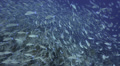 Seasonal gathering - large school of parrot fish - 25fps Video