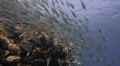 Seasonal gathering - large school of parrot fish - 25fps Video