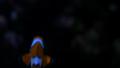 video clip 38322457