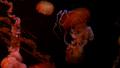 video clip 38324521