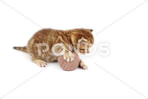 Stock photo of cat and gray wool ball