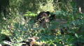 video clip 38403861