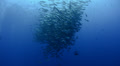 Seasonal gathering - large school of snapper fish 25fps Video