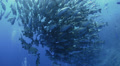 Seasonal gathering - large school of snapper fish 25fps Video