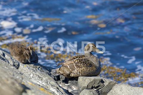 Stock photo of Duckling family