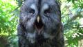 Jawning Great Grey Owl Video