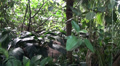 Tropical jungle views in motion Video