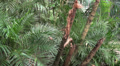 Tropical jungle views in experimental motion Video