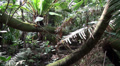 Tropical jungle views Video
