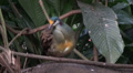 Nice colored tropic Dove Video