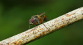 4K Root-Maggot Fly (Anthomyiidae sp.) 3 Video