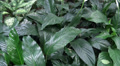 Tropical flowers and jungle views in motion Video