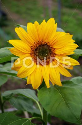 Stock photo of Sunflowers background