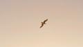 Seagulls 96fps 14 Slow Motion x4 Video