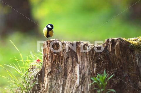Stock photo of chickadee sitting on a stump