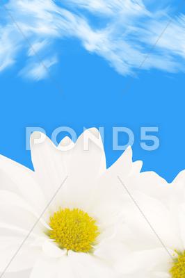 Stock photo of daisy background