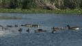 Canada Geese and goslings on a lake. 4K, UHD Video