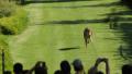 cheetah runs slow motion Video