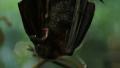 video clip 39099911