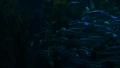video clip 39122737
