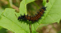 Baltimore Checkerspot (Euphydryas phaeton) - Caterpillar Feeding 3 Video