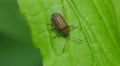 4K Leaf Beetle (Ophraella conferta) 1 Video