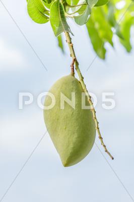 Stock photo of closeup of mango on tree.