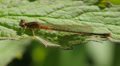 4K Eastern Forktail (Ischnura hastata) Damselfly - Immature Female 2 Video
