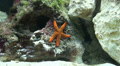 Red climbing starfish timelapse in coral reef Video