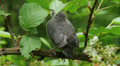 Gray Catbird (Dumetella carolinensis) fledgling 1 Video