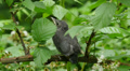 4K Gray Catbird (Dumetella carolinensis) fledgling 2 Video