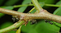 4K Ants tend Black Locust Treehoppers 2 Video