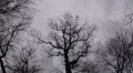 Moving grey clouds and crows on trees in winter Video