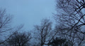 Crows on trees in winter Video