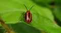 Three-lined Potato Beetle (Lema daturaphila) 1 Video