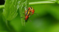 Three-lined Potato Beetle (Lema daturaphila) - Mating Pair 1 Video