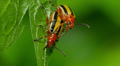 4K Three-lined Potato Beetle (Lema daturaphila) - Mating Pair 2 Video