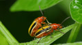 4K Three-lined Potato Beetle (Lema daturaphila) - Mating Pair 3 Video