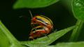 4K Three-lined Potato Beetle (Lema daturaphila) - Mating Pair 5 Video