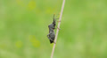 Leaf-footed Bug (Acanthocephala terminalis) 4 Video