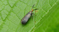 4K Twirler Moth (Dichomeris nonstrigella) 1 Video