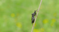 4K Leaf-footed Bug (Acanthocephala terminalis) 3 Video