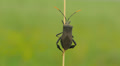 4K Leaf-footed Bug (Acanthocephala terminalis) 7 Video