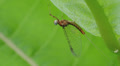 Mayfly (Maccaffertium sp.) 1 Video