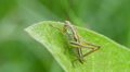 4K Roesel's Katydid (Metrioptera roeselii) Nymph 1 Video