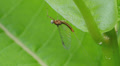 4K Mayfly (Maccaffertium sp.) 2 Video
