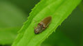Click Beetle (Agriotes oblongicollis) 1 Video