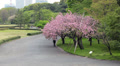 Sakura trees with pink blossoming flowers, Tokyo city central garden, Japan Video